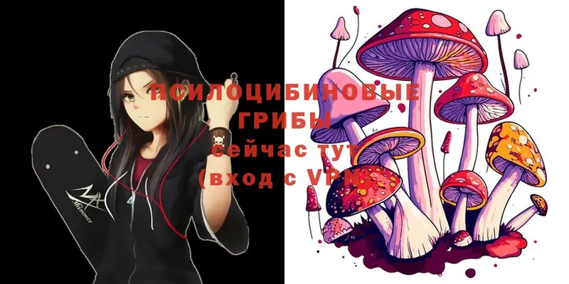 Псилоцибиновые грибы Psilocybe Райчихинск